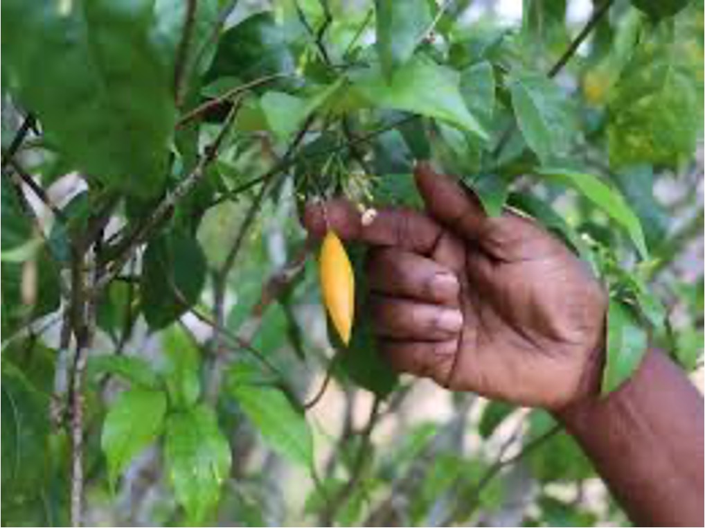 A hand harvesting a ripe iboga fruit from a branch
